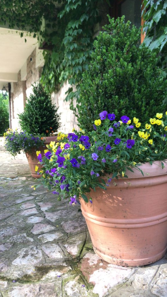 Giardino verticale in casa: come farlo crescere sano e bello tutto l'anno