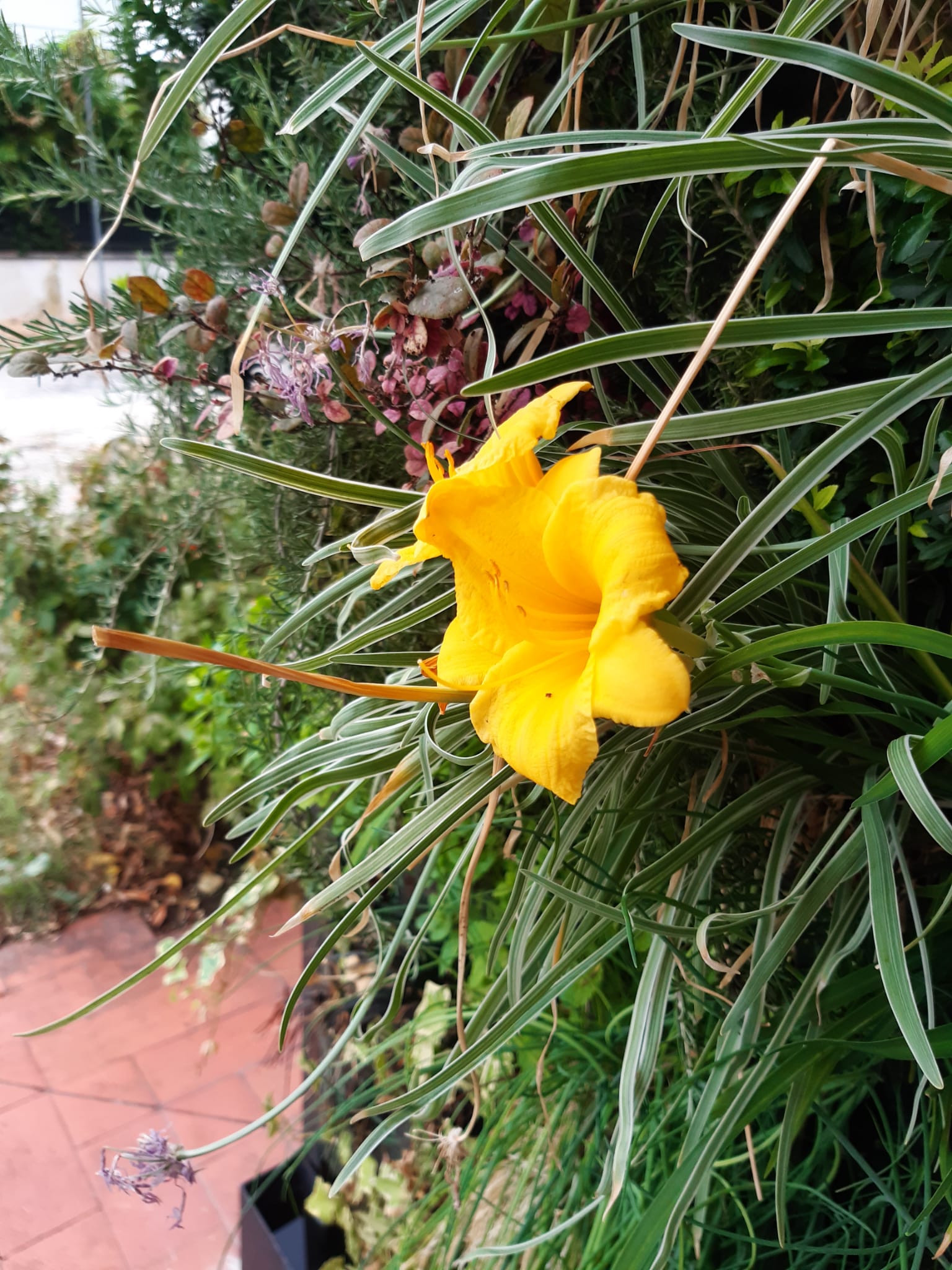 paretiverdi Con questo caldo anche le piante sudano 